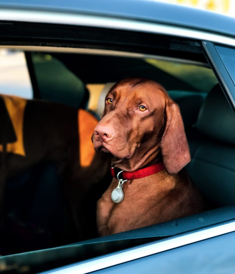 SKYES RAW FOOD PANTRY LTD Plymouth’s One Stop Raw Dog Food Shop